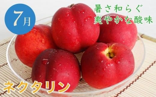 ［年6回定期便］ 小布施町の人気フルーツ定期便6カ月コース ［小布施屋］ 定期便 頒布会 フルーツ 果物 令和7年産 【2025年7月～12月発送】 ［J-3］