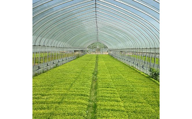 3ヵ月 定期便 仁木町「ななつぼし」5kg お米 米 ごはん 精米 白米 国産 北海道 こめ コメ 3回[峠のふもと　紅果園]