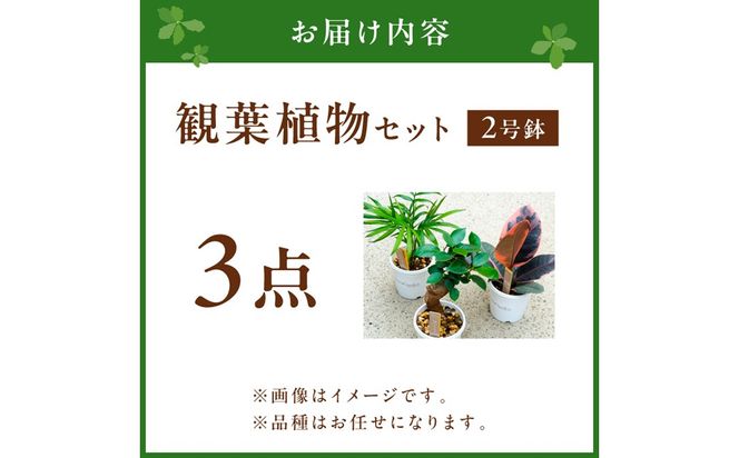 【お部屋にちょうどいい】観葉植物お試し3点セット｜専門店が選ぶ“はじめてのグリーン”【京都・京丹後】 植物 ガーデニング 癒し 自然 ふるさと納税 観葉植物 プレゼント 記念日 おしゃれ ふるさと納税 母の日　YE00004