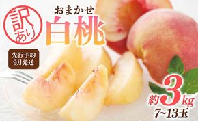 FYN9-732 ≪2026年先行予約≫ ご家庭用 9月発送 山形県産 品種おまかせ 白桃 約3kg(7～13玉) 2026年9月上旬から順次発送 硬い はくとう 桃 もも モモ 果物 くだもの 夏果実 フルーツ 訳あり 農業者支援 家庭用 自宅用 産地直送 山形県 西川町 月山