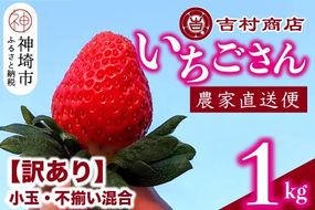 【令和8年1月中旬より順次発送】【訳あり】いちごさん 約1kg (小玉不揃い混合) 【訳あり いちご イチゴ 苺 佐賀県 甘い フルーツ 果物 国産】(H098108)