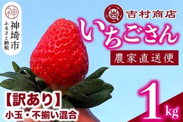 【令和7年1月中旬より順次発送】【訳あり】いちごさん 約1kg (小玉不揃い混合) 【訳あり いちご イチゴ 苺 佐賀県 甘い フルーツ 果物 国産 お祝い 贈り物】(H098108)