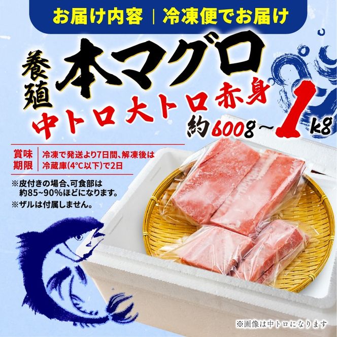 【組み合わせが選べる】 訳あり 本まぐろ 中とろ 大とろ 赤身 セット 約 600g～1kg 不定型柵 鮪 まぐろ 中トロ 大トロ 冷凍 鮪 漬け マグロ ユッケ 海鮮 本マグロ 本まぐろ 人気 まぐろ おいしい まぐろ 静岡 藤枝