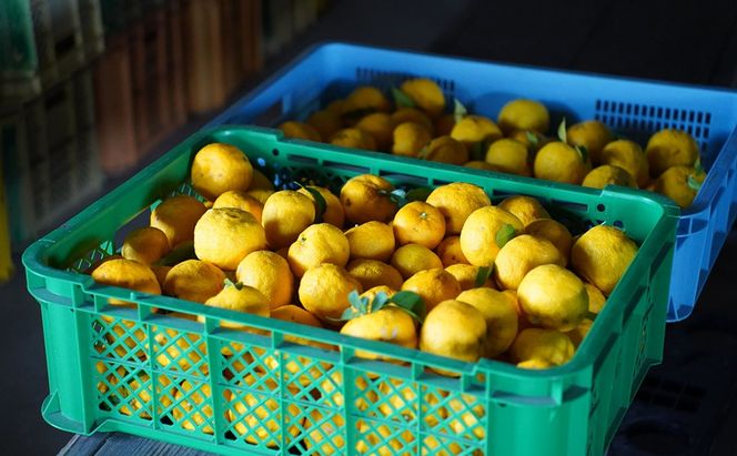 【２０２６年発送分】富士川町産 ゆず 約３kg　産地直送 穂積の柚子 マーマレードにも 柚子 ユズ 山梨 やまなし 富士川町【A5403】