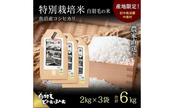 【通年受付】≪令和8年産≫ 農家直送！魚沼産コシヒカリ特別栽培「白羽毛の米」精米 (2kg×3袋) 6kg お米 白米 ご飯