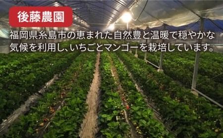 【先行予約】【農家直送！】糸島産あまおう 280g×2パック (DXおよびGサイズ) 【2025年12月以降順次発送】糸島市 / 後藤農園 [AML001] あまおう いちご イチゴ 苺 果物 くだもの フルーツ