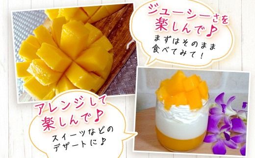 ［予約受付］美ら姫マンゴー1kg（完熟・アーウィン種）≪2026年7月中旬～順次発送≫【 産地直送 沖縄県 石垣市 マンゴー フルーツ 果物 南国 石垣島 】CB-1