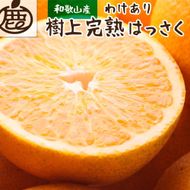 ［先行予約］家庭用 樹上完熟はっさく2.5kg+250g（傷み補償分）［有田の春みかん・五月八朔・木生りはっさく］［光センサー選別］［訳あり・わけあり］［IKE34］ 303446_BB97117