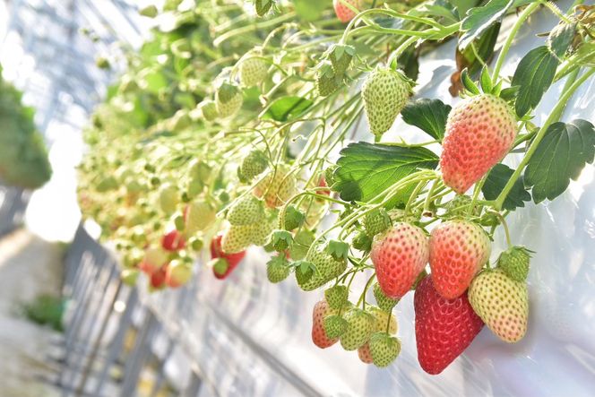 先行受付【静岡県産いちご】完熟紅ほっぺ・きらぴ香2パックセット（300g×2パック）【2026年1月下旬以降発送予定】 222232_CF003