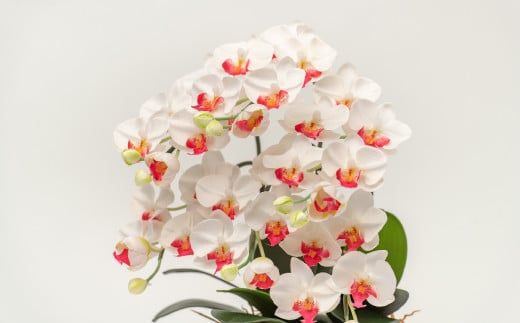 光触媒胡蝶蘭「円(まどか)」白赤 B-1054