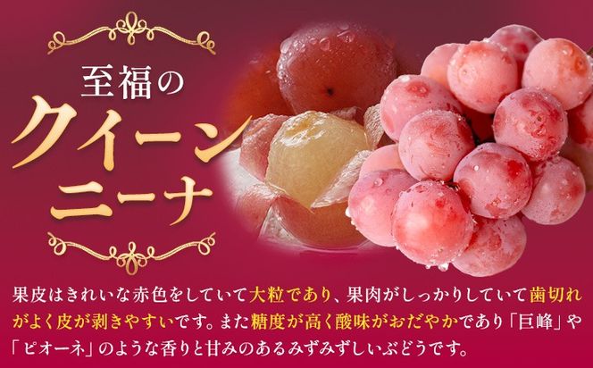 ぶどう クイーンニーナ 1房 2房 《8月下旬-9月下旬頃出荷予定》 葡萄 ブドウ 大粒 種なし フルーツ 果物 お取り寄せ 国産 茨城県 結城市 會澤ぶどう・キウイフルーツ園　【配送不可地域あり】(離島)---yuki_aizw_11_1p---
