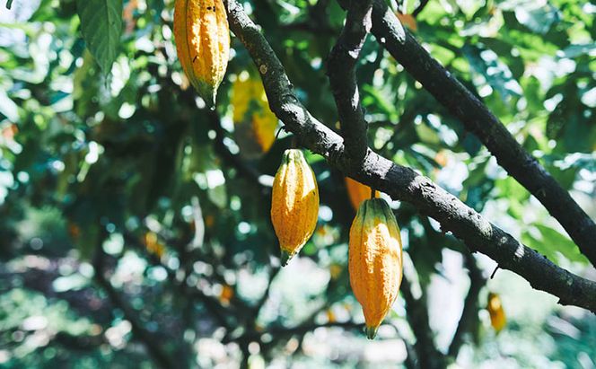 【ふるさと納税】MAISON CACAO メゾンカカオ 生チョコクッキー 3種24袋セット（各8袋）TERROIR 個包装 チョコレート菓子 神奈川県茅ヶ崎市
