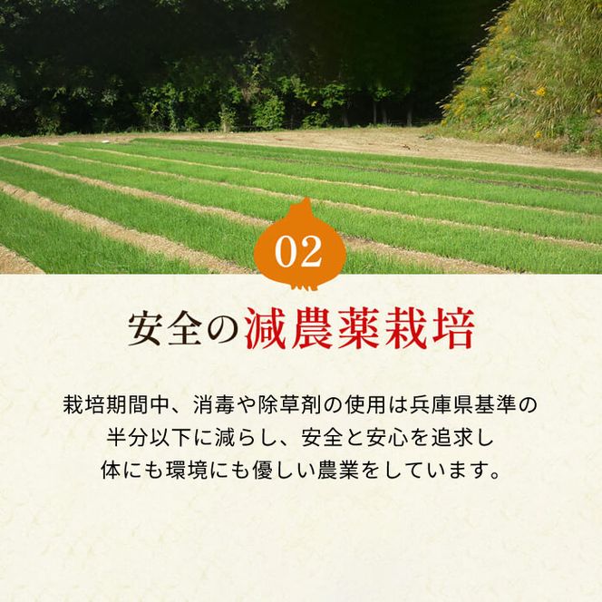 【新玉ねぎ】今井ファームの淡路島たまねぎ「かくし玉」 2kg【発送時期2026年4月下旬～5月頃】