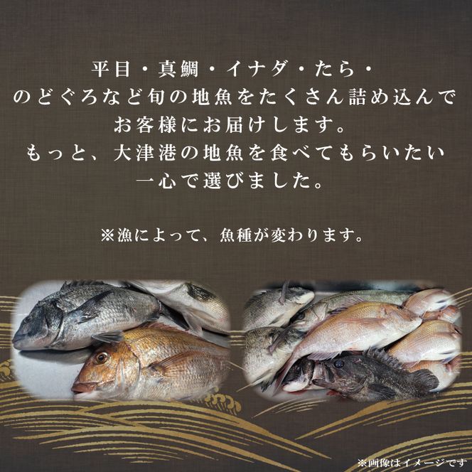 飲食店『食彩太信』店主が選ぶ！大津港地魚鮮魚セット 下処理済み【賞味期限：到着後、冷蔵保存で3日間】【産地直送 新鮮 魚介 平目 ヒラメ 真鯛 鯛 イナダ たら のどぐろ 刺身 魚料理 北茨城市 茨城県】(AA205)