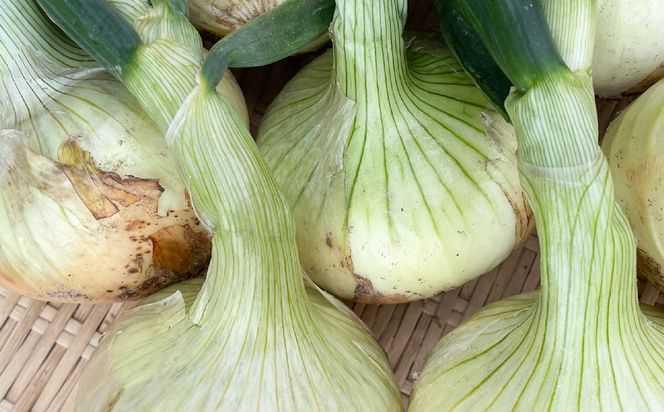 【新たまねぎ】淡路島　池上農場の「あやたけ」10kg【発送時期：2026年3月下旬～5月頃】　[新玉ねぎ]