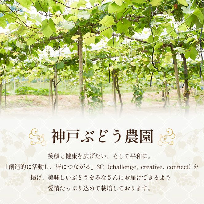 8月限定｜採れたて旬のぶどう 食べ比べ 約4kg（5～6房）セット 詰合せ 産地直送 フルーツ  兵庫県 加西市