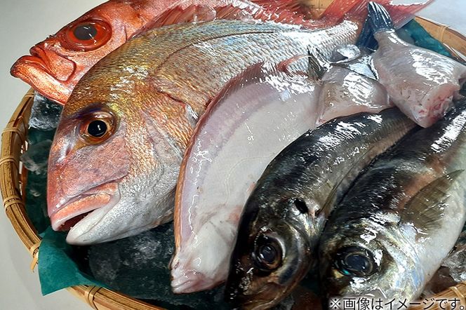 男鹿船川港直送おまかせ旬の地魚セット（大）秋田県 男鹿市 萬漁水産|23_mgs-010201