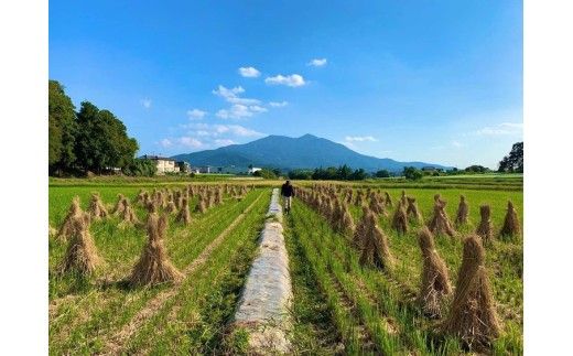 コシヒカリ 精米5kg 亀熊米 令和7年産 【茨城県共通返礼品　桜川市産】 ｜ 茨城県産 白米 米 コメ ※離島への配送不可
