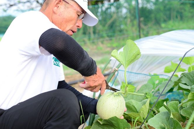 【先行予約】 年間生産量200玉の最上級メロン「新芳露-幻-」（2025年7月下旬～発送）　DE00127