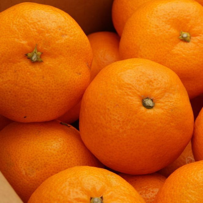 ZD7016_【2026年先行予約】【秀品】 和歌山 有田みかん 10kg (2Lサイズ・秀品）