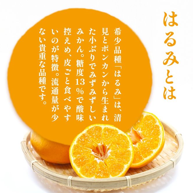 【先行予約】【家庭用】はるみ計5kg※離島への配送不可（2027年2月上旬頃より順次発送予定）IKTAC031