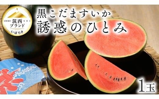 【 JA北つくば 】 黒こだますいか 「 誘惑のひとみ 」 1玉 2026年産 スイカ 果物 フルーツ 小玉スイカ 小玉 西瓜 くだもの デザート 茨城 [AE056ci]