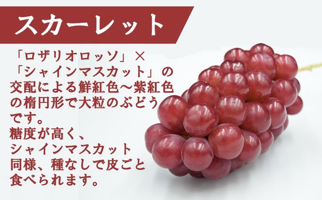【2026年発送分】赤のスカーレット＆緑のシャインマスカットの食べ比べセット（各１房）　シャイン マスカット ぶどう ブドウ 葡萄 山梨 やまなし フルーツ 果物 新品種 スカーレット 赤ぶどう 食べ比べ セット