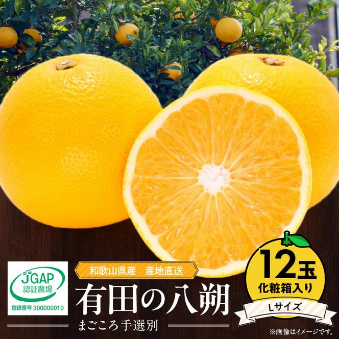 【2027年先行予約】和歌山県産 有田の八朔 (はっさく) 化粧箱入り 【Lサイズ】12個入り まごころ手選別 _ZE6079n