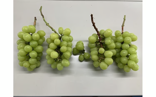 【2026年先行予約】【訳あり】 ご家庭用 シャインマスカット 約1.8kg（2～4房） NISSHOKU FARM 【先行予約】 / 甘い 岡山 訳アリ わけあり ぶどう ブドウ 葡萄 シャインマスカット 先行予約 フルーツ 果物 特選 真庭市 フルーツ王国【nisfarm014-02】