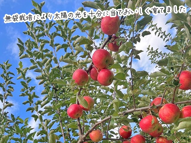 【10月中旬発送】訳あり りんご 糖度14度以上 高糖度 megumi farmの紅玉 家庭用 約5kg（10～25玉入） 果物 フルーツ 産地直送 料理 青森県 鰺ヶ沢町