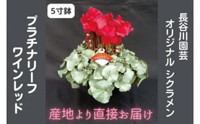 【先行予約】【長谷川園芸】オリジナル品種 シクラメン プラチナリーフ ５寸 ワインレッド 【冬のギフト  フラワーギフト クリスマス 鉢花】(AT103)