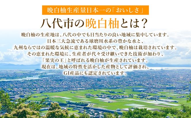 【先行予約】八代特産 晩白柚　秀Lサイズ 2玉 ばんぺいゆ 柑橘 果物 くだもの フルーツ 特産品 熊本県 八代市【2026年12月上旬より順次発送】