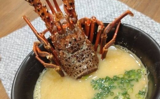 【捌き方レシピ・軍手付き】活きイセエビ漁師直送！！600g以上（1～2尾、1~2人前）伊勢エビ 伊勢海老 えび 産地直送 送料無料 エビフライ 刺身 高知県 室戸市