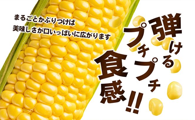 イエローコーン 約3kg 野菜 とうもろこし 野菜セット 