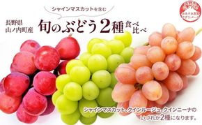 【2026年10月発送】ぶどう 先行予約 旬のぶどう2種 食べ比べ シャインマスカット 含む