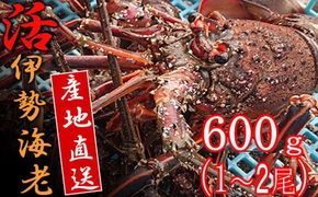 【 捌き方レシピ ・ 軍手付き 】活きイセエビ漁師直送！！600g以上（1～2尾、1~2人前）伊勢エビ 伊勢海老 えび 産地直送 送料無料 エビフライ 刺身 豊栄丸 高知県 室戸市
