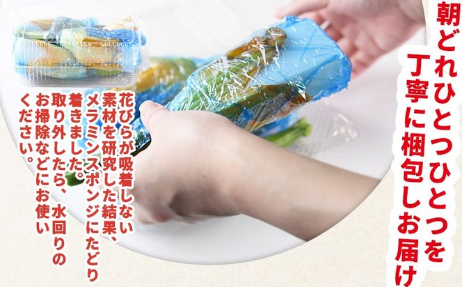 ＜あなたにズッキーニの花 8個＞1か月程度で出荷【 野菜 青果 国産 料理 アレンジ 天ぷら 】【b0916_hf】