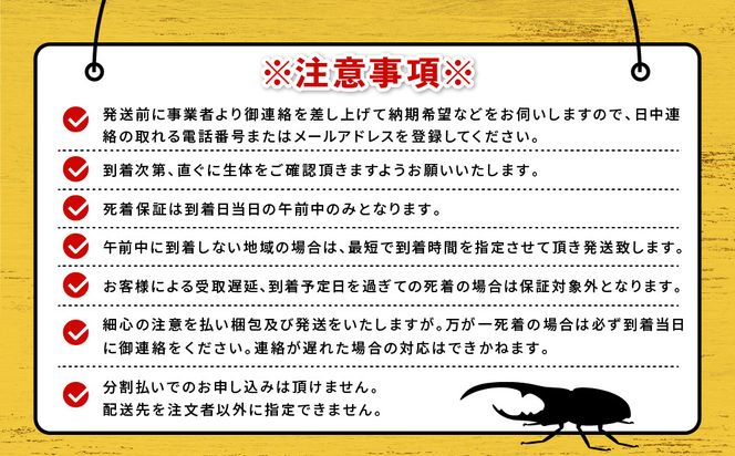 ヘラクレスオオカブト メス 1匹 サイズフリー　※配送不可地域あり 304018_CW007