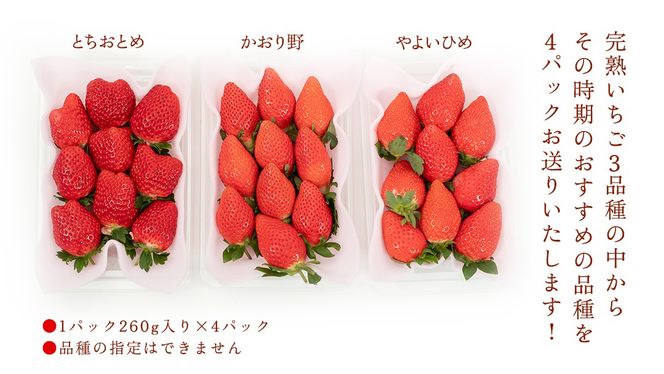 【 年内お届け 】 完熟 いちご 4パック 大粒 いちご 苺 イチゴ フルーツ 果物 [AF114ci]