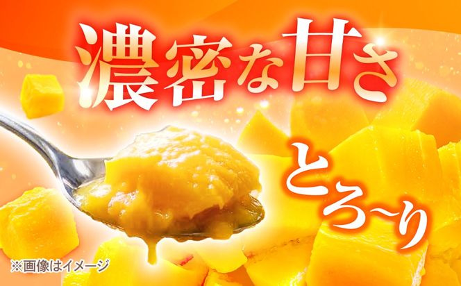 【先行予約】【優秀賞受賞】沖縄県産 完熟マンゴー 贈答用 1kg (2〜3玉) マンゴー 沖縄 果物 フルーツ ギフト 沖縄市 / MAIFARM[BCAN001]