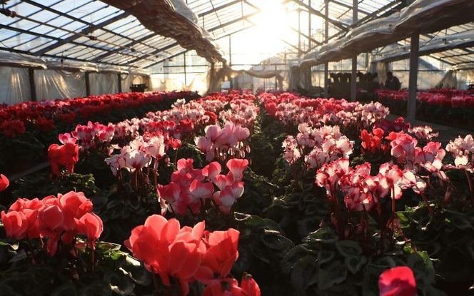 シクラメン (お色おまかせ) 5号鉢【花】/花 ガーデニング 家庭 人気 園芸 家庭菜園 庭いじり【wakuyaengei003】