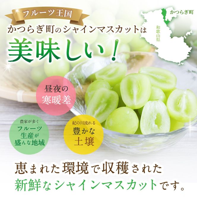 】【先行予約】朝摘み シャインマスカット 秀品 2房（約1.2kg）こだわり農家厳選！【2027年8月中旬から9月中旬順次発送予定】 | マスカット ぶどう ブドウ 和歌山 フルーツ 果物 くだもの【kgr035A】