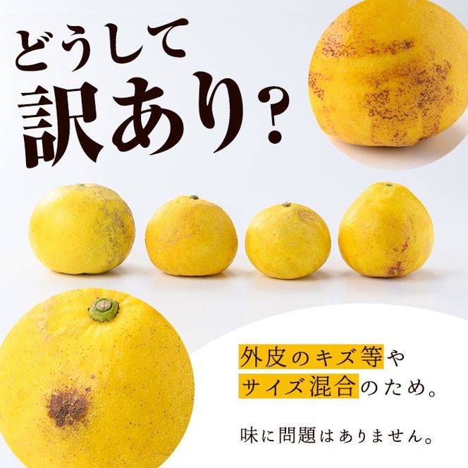 ＜先行予約受付中！2026年2月下旬以降発送予定＞＜訳あり・傷あり＞数量限定！サワーポメロ(約7kg) 国産 フルーツ 果物 柑橘類 サワーポメロ 甘味 酸味 デザート おやつ 訳あり【なかむら果樹園】akn014-01