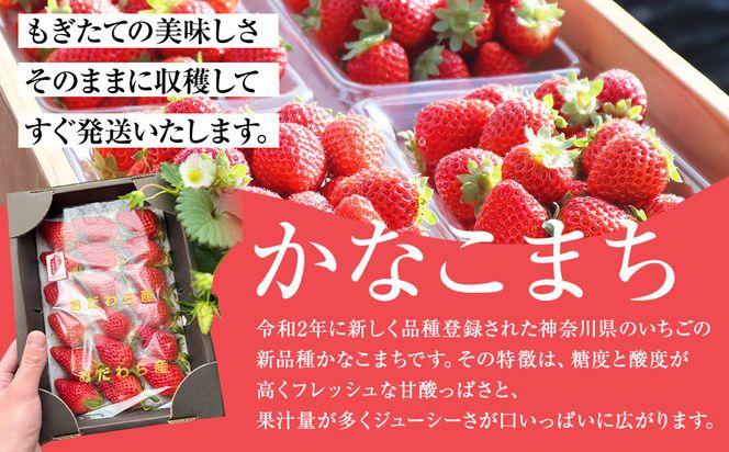 神奈川県新品種「かなこまち＆さちのか」食べ比べセット　完熟イチゴ　苺　4パック入り 142069_CP007
