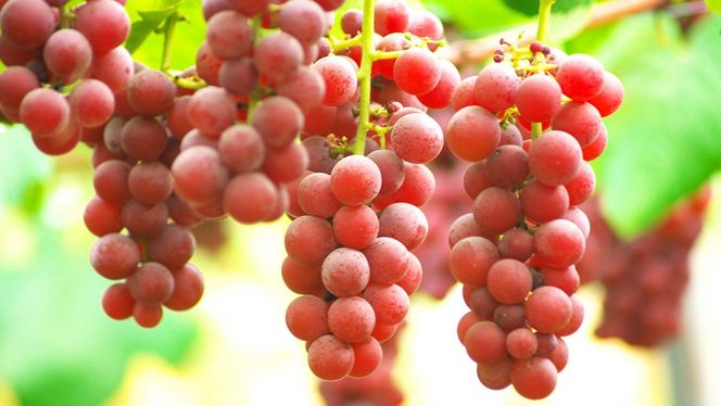 クインニーナ 約5kg (7～9房) 【2026年9月上旬発送開始】(茨城県共通返礼品：大子町) ぶどう 葡萄 ブドウ 果物 フルーツ 果実        