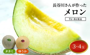 【先行予約2026年産】長谷川さんが作ったメロン3～4個（ゆうか・タカミ）　7月～8月発送　青森県鰺ヶ沢町産 果物類 メロン青肉 フルーツ 3～4玉 