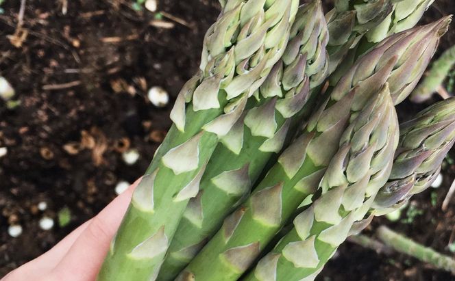 朝採り グリーンアスパラ L～2Lサイズ混合 1kg［松鶴ファーム］アスパラ アスパラガス ハウスアスパラ 野菜 やさい 新鮮 とれたて 甘い 北海道 南富良野