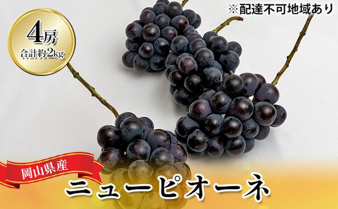 ぶどう 2026年 先行予約 ニュー ピオーネ 4房（合計約2kg）  ブドウ 葡萄  岡山県産 国産 フルーツ 果物 ギフト  