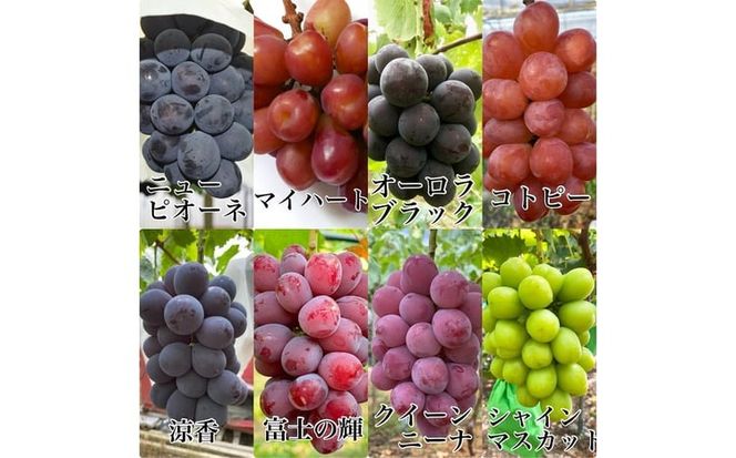 ぶどう 2026年 先行予約 農家こだわりのシャインマスカット＆お任せ2品種 3房合計約1.5kg ブドウ 葡萄 岡山県産 国産 フルーツ 果物 ギフト 【 Nini farm 農家 直送 】 [№5735-3309]