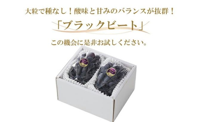 ぶどう 2026年 先行予約 ブラックビート 約500g×2房 ブドウ 葡萄 岡山県産 国産 フルーツ 果物 ギフト 岡山のぶどう 岡山の果物 デザート 食後 種無し 大粒 甘味 酸味 バランス